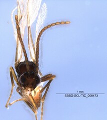 Aphidiinae