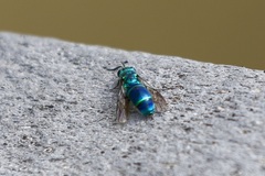 Chrysis ignita