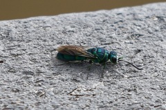 Chrysis ignita