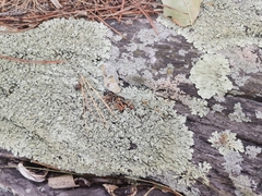 Flavoparmelia baltimorensis