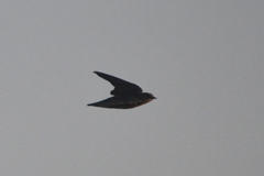 Hirundo rustica