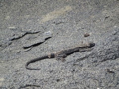 Microlophus atacamensis