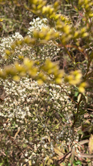 Eupatorium hyssopifolium