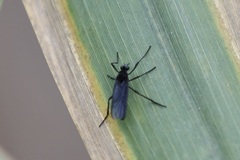 Penthetria heteroptera