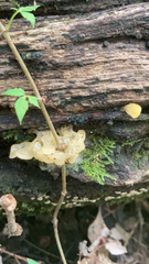 Ductifera pululahuana