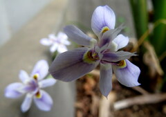 Moraea setifolia
