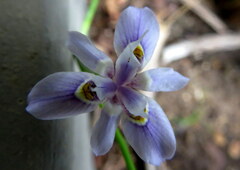 Moraea setifolia