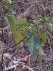Solanum bonariense