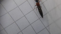 Gauropterus fulgidus