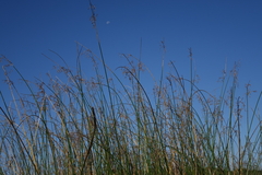 Schoenoplectus litoralis