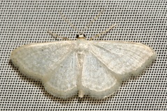Idaea subsericeata