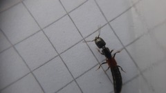 Gauropterus fulgidus