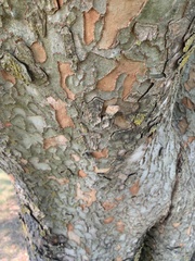 Zelkova serrata