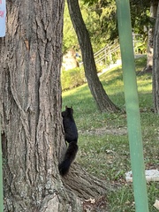 Sciurus carolinensis
