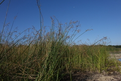 Schoenoplectus litoralis