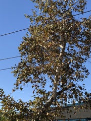Platanus racemosa