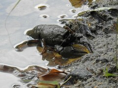Pontastacus leptodactylus