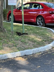 Sciurus carolinensis