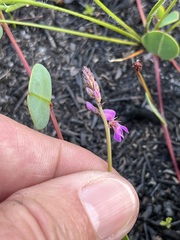 Indigofera ovata