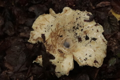 Russula delica