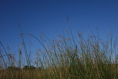 Schoenoplectus litoralis