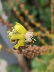 Verbascum pulverulentum