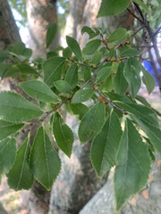 Zelkova serrata