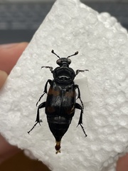 Nicrophorus orbicollis