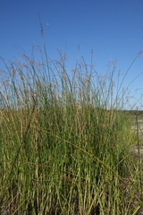 Schoenoplectus litoralis