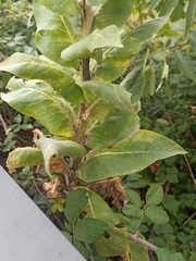 Verbascum pulverulentum