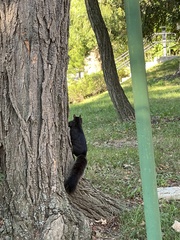 Sciurus carolinensis