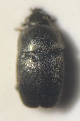 Astylogethes substrigosus