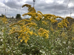 Solidago nemoralis