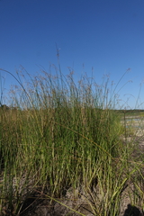 Schoenoplectus litoralis