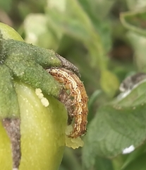 Helicoverpa armigera