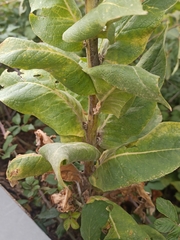Verbascum pulverulentum