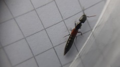 Gauropterus fulgidus