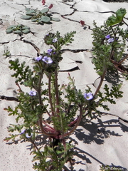 Phacelia cumingii