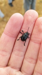Timarcha goettingensis