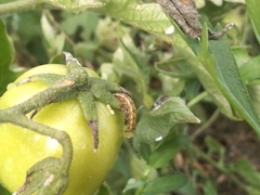 Helicoverpa armigera