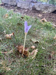 Crocus kotschyanus