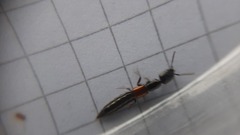 Gauropterus fulgidus