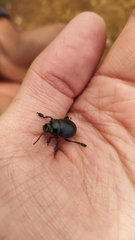 Timarcha goettingensis