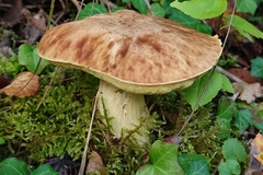 Hemileccinum depilatum