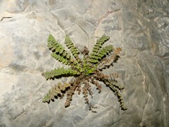 Asplenium petrarchae