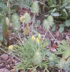 Ceratocephala falcata