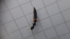 Gauropterus fulgidus