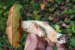 Hemileccinum depilatum