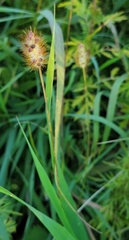 Setaria pumila