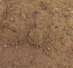 Tomopterna delalandii